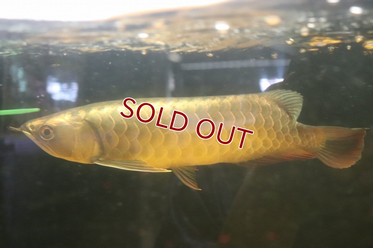 画像4: 【淡水魚】【通販】今回限定爆安 上物個体 ゴールドヘッド 過背金龍 アジアアロワナ 証明書付き 登録番号250-009463【個体販売】(±32cm)(大型魚)(生体)(熱帯魚)NKO (4)