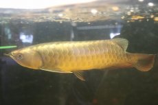 画像4: 【淡水魚】【通販】上物個体 ゴールドヘッド 過背金龍 アジアアロワナ 証明書付き 登録番号250-009463【個体販売】(±32cm)(大型魚)(生体)(熱帯魚)NKO (4)