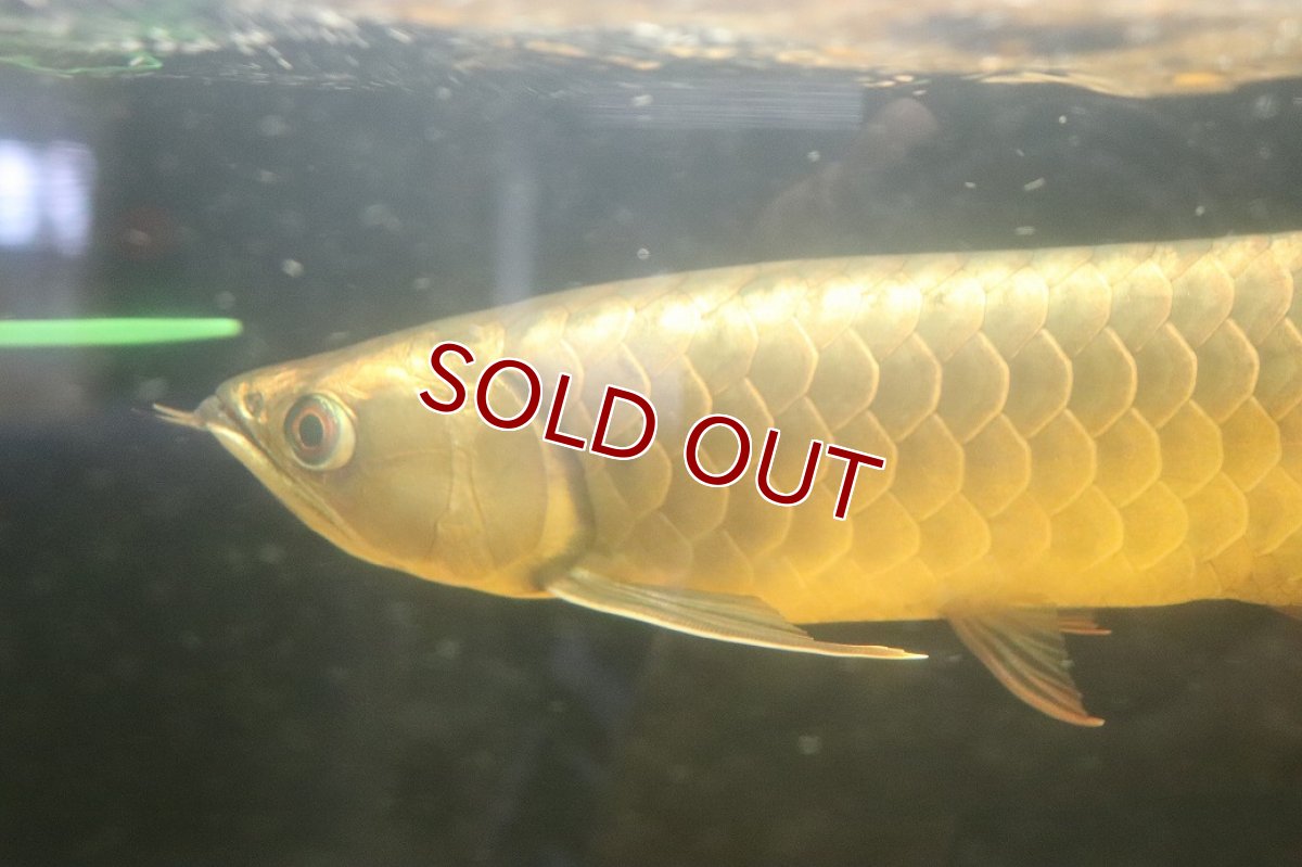 画像5: 【淡水魚】【通販】今回限定爆安 上物個体 ゴールドヘッド 過背金龍 アジアアロワナ 証明書付き 登録番号250-009463【個体販売】(±32cm)(大型魚)(生体)(熱帯魚)NKO (5)