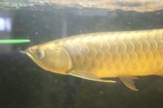 画像5: 【淡水魚】【通販】上物個体 ゴールドヘッド 過背金龍 アジアアロワナ 証明書付き 登録番号250-009463【個体販売】(±32cm)(大型魚)(生体)(熱帯魚)NKO (5)