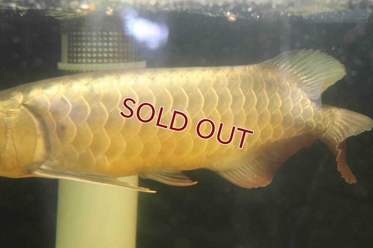 画像6: 【淡水魚】【通販】今回限定爆安 上物個体 ゴールドヘッド 過背金龍 アジアアロワナ 証明書付き 登録番号250-009463【個体販売】(±32cm)(大型魚)(生体)(熱帯魚)NKO (6)