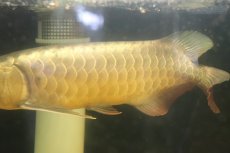 画像6: 【淡水魚】【通販】上物個体 ゴールドヘッド 過背金龍 アジアアロワナ 証明書付き 登録番号250-009463【個体販売】(±32cm)(大型魚)(生体)(熱帯魚)NKO (6)