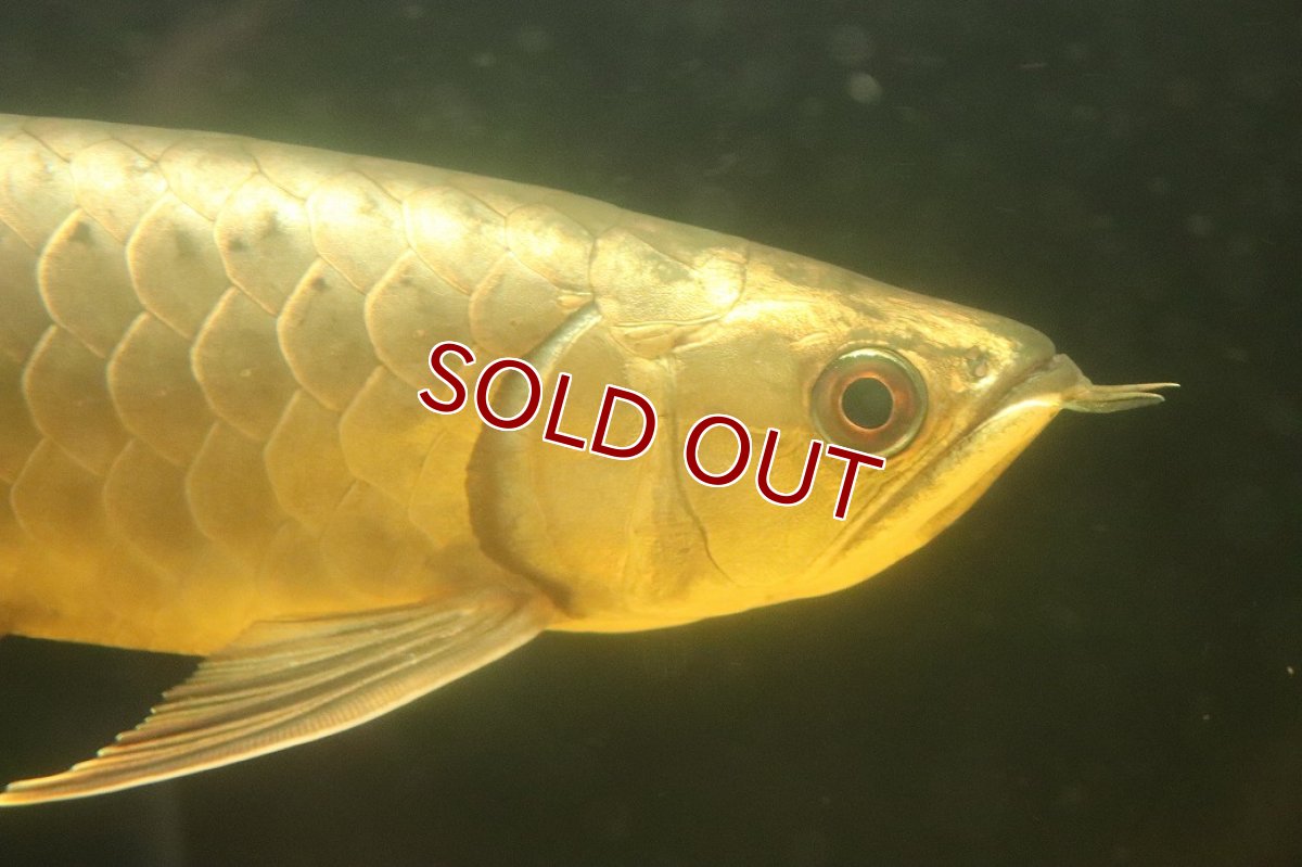 画像7: 【淡水魚】【通販】今回限定爆安 上物個体 ゴールドヘッド 過背金龍 アジアアロワナ 証明書付き 登録番号250-009463【個体販売】(±32cm)(大型魚)(生体)(熱帯魚)NKO (7)