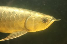 画像7: 【淡水魚】【通販】上物個体 ゴールドヘッド 過背金龍 アジアアロワナ 証明書付き 登録番号250-009463【個体販売】(±32cm)(大型魚)(生体)(熱帯魚)NKO (7)