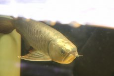 画像8: 【淡水魚】【通販】上物個体 ゴールドヘッド 過背金龍 アジアアロワナ 証明書付き 登録番号250-009463【個体販売】(±32cm)(大型魚)(生体)(熱帯魚)NKO (8)