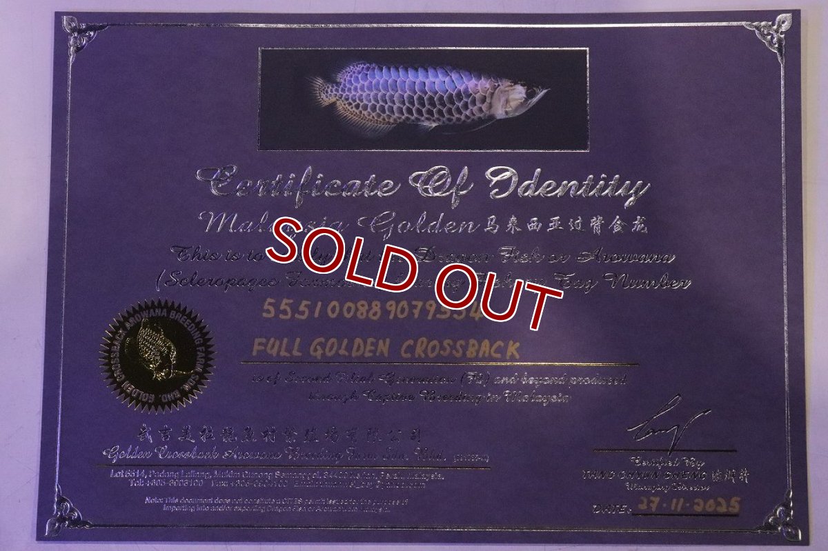 画像9: 【淡水魚】【通販】今回限定爆安 上物個体 ゴールドヘッド 過背金龍 アジアアロワナ 証明書付き 登録番号250-009463【個体販売】(±32cm)(大型魚)(生体)(熱帯魚)NKO (9)