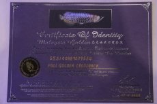 画像9: 【淡水魚】【通販】上物個体 ゴールドヘッド 過背金龍 アジアアロワナ 証明書付き 登録番号250-009463【個体販売】(±32cm)(大型魚)(生体)(熱帯魚)NKO (9)