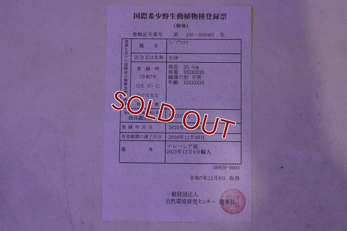 画像10: 【淡水魚】【通販】今回限定爆安 上物個体 ゴールドヘッド 過背金龍 アジアアロワナ 証明書付き 登録番号250-009463【個体販売】(±32cm)(大型魚)(生体)(熱帯魚)NKO (10)