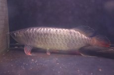 画像1: 【淡水魚】【通販】上物個体 過背金龍 アジアアロワナ 証明書付き 登録番号250-009470【個体販売】(±25cm)(大型魚)(生体)(熱帯魚)NKO (1)
