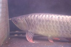 画像2: 【淡水魚】【通販】上物個体 過背金龍 アジアアロワナ 証明書付き 登録番号250-009470【個体販売】(±25cm)(大型魚)(生体)(熱帯魚)NKO (2)