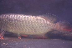 画像3: 【淡水魚】【通販】上物個体 過背金龍 アジアアロワナ 証明書付き 登録番号250-009470【個体販売】(±25cm)(大型魚)(生体)(熱帯魚)NKO (3)