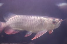 画像7: 【淡水魚】【通販】上物個体 過背金龍 アジアアロワナ 証明書付き 登録番号250-009470【個体販売】(±25cm)(大型魚)(生体)(熱帯魚)NKO (7)