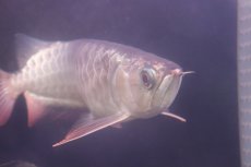 画像8: 【淡水魚】【通販】上物個体 過背金龍 アジアアロワナ 証明書付き 登録番号250-009470【個体販売】(±25cm)(大型魚)(生体)(熱帯魚)NKO (8)