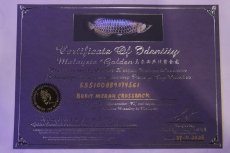 画像9: 【淡水魚】【通販】上物個体 過背金龍 アジアアロワナ 証明書付き 登録番号250-009470【個体販売】(±25cm)(大型魚)(生体)(熱帯魚)NKO (9)