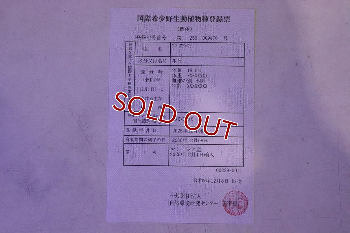 画像10: 【淡水魚】【通販】今回限定爆安 上物個体 過背金龍 アジアアロワナ 証明書付き 登録番号250-009470【個体販売】(±25cm)(大型魚)(生体)(熱帯魚)NKO (10)