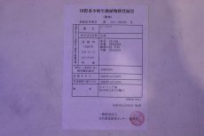 画像10: 【淡水魚】【通販】上物個体 過背金龍 アジアアロワナ 証明書付き 登録番号250-009470【個体販売】(±25cm)(大型魚)(生体)(熱帯魚)NKO (10)