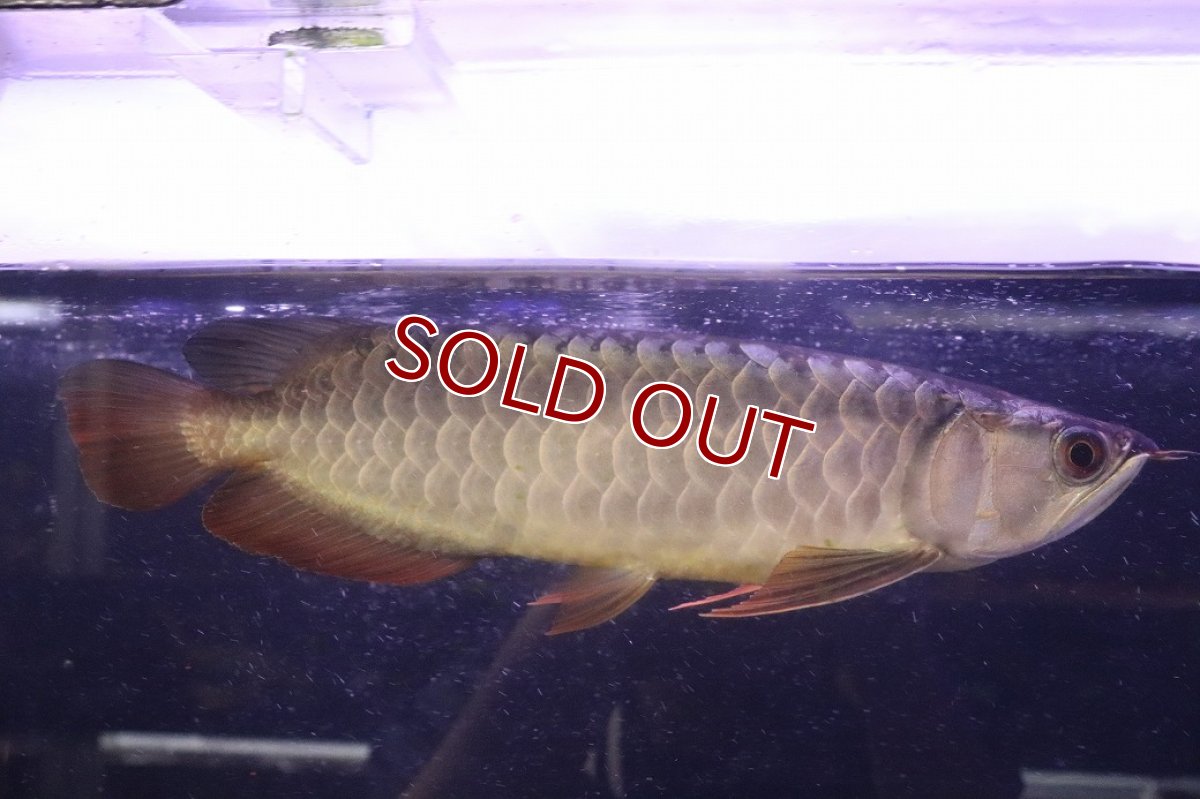 画像1: 【淡水魚】【通販】上物個体 過背金龍 アジアアロワナ 証明書付き 登録番号250-009471【個体販売】(±25cm)(大型魚)(生体)(熱帯魚)NKO (1)