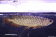 画像1: 【淡水魚】【通販】上物個体 過背金龍 アジアアロワナ 証明書付き 登録番号250-009471【個体販売】(±25cm)(大型魚)(生体)(熱帯魚)NKO (1)