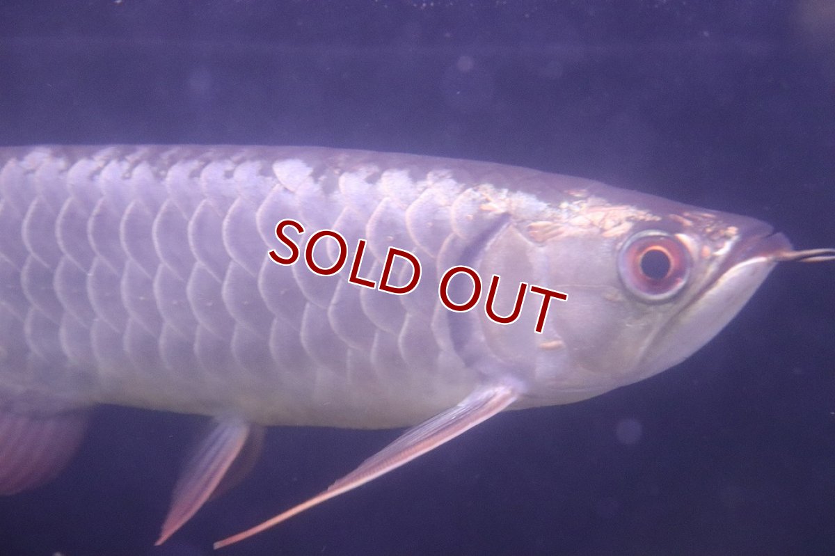 画像2: 【淡水魚】【通販】上物個体 過背金龍 アジアアロワナ 証明書付き 登録番号250-009471【個体販売】(±25cm)(大型魚)(生体)(熱帯魚)NKO (2)