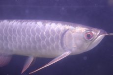 画像2: 【淡水魚】【通販】上物個体 過背金龍 アジアアロワナ 証明書付き 登録番号250-009471【個体販売】(±25cm)(大型魚)(生体)(熱帯魚)NKO (2)