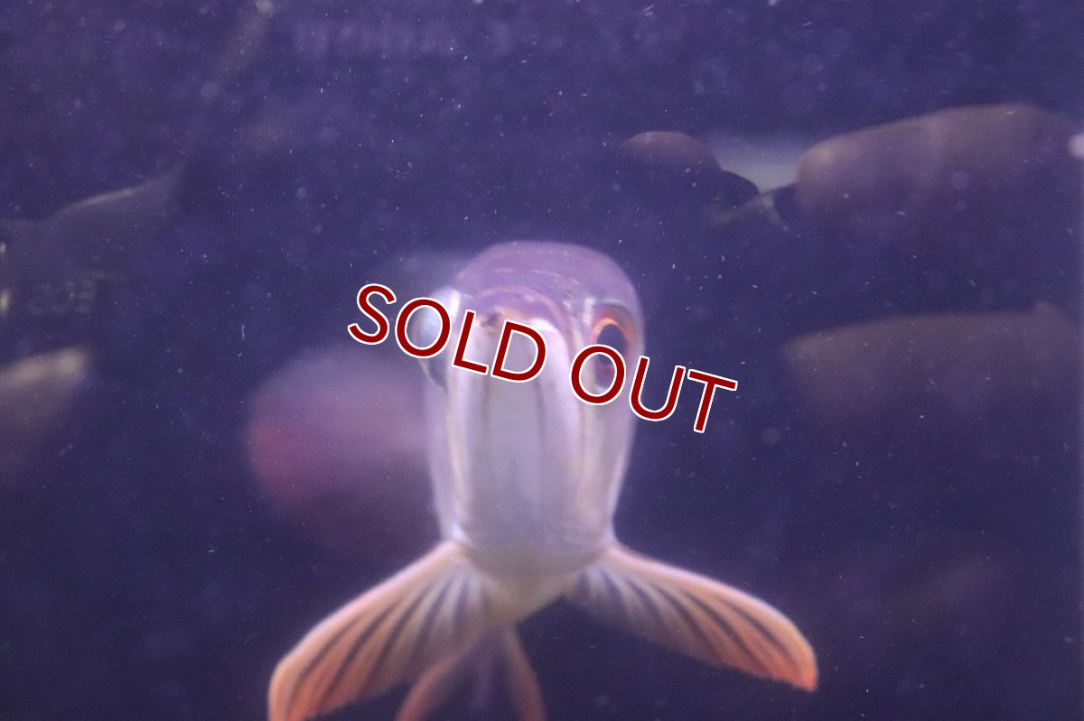 画像3: 【淡水魚】【通販】上物個体 過背金龍 アジアアロワナ 証明書付き 登録番号250-009471【個体販売】(±25cm)(大型魚)(生体)(熱帯魚)NKO (3)