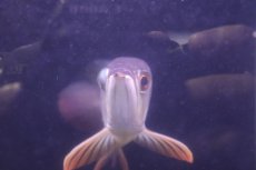 画像3: 【淡水魚】【通販】上物個体 過背金龍 アジアアロワナ 証明書付き 登録番号250-009471【個体販売】(±25cm)(大型魚)(生体)(熱帯魚)NKO (3)