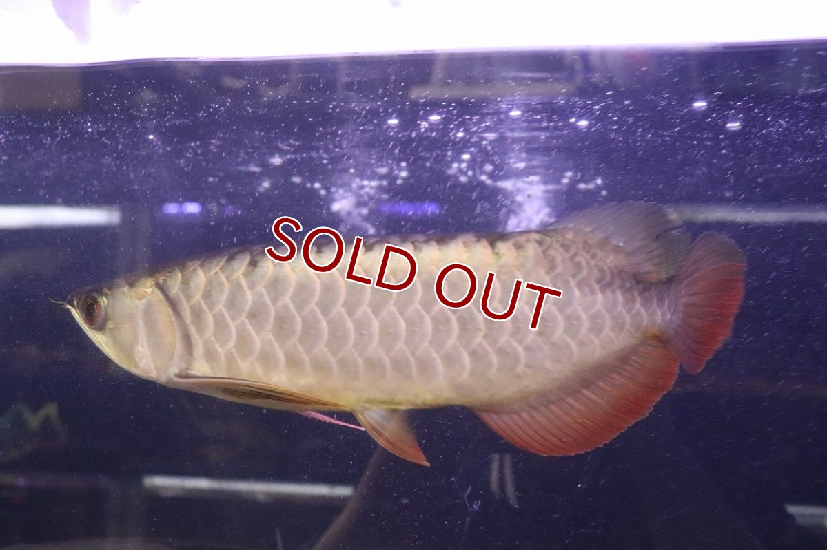 画像4: 【淡水魚】【通販】上物個体 過背金龍 アジアアロワナ 証明書付き 登録番号250-009471【個体販売】(±25cm)(大型魚)(生体)(熱帯魚)NKO (4)