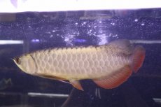 画像4: 【淡水魚】【通販】上物個体 過背金龍 アジアアロワナ 証明書付き 登録番号250-009471【個体販売】(±25cm)(大型魚)(生体)(熱帯魚)NKO (4)