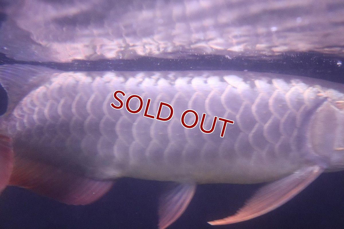 画像5: 【淡水魚】【通販】上物個体 過背金龍 アジアアロワナ 証明書付き 登録番号250-009471【個体販売】(±25cm)(大型魚)(生体)(熱帯魚)NKO (5)