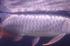 画像5: 【淡水魚】【通販】上物個体 過背金龍 アジアアロワナ 証明書付き 登録番号250-009471【個体販売】(±25cm)(大型魚)(生体)(熱帯魚)NKO (5)