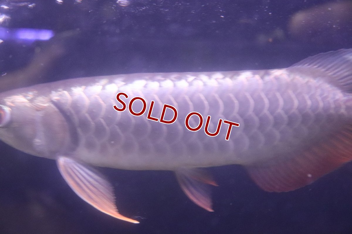 画像6: 【淡水魚】【通販】上物個体 過背金龍 アジアアロワナ 証明書付き 登録番号250-009471【個体販売】(±25cm)(大型魚)(生体)(熱帯魚)NKO (6)