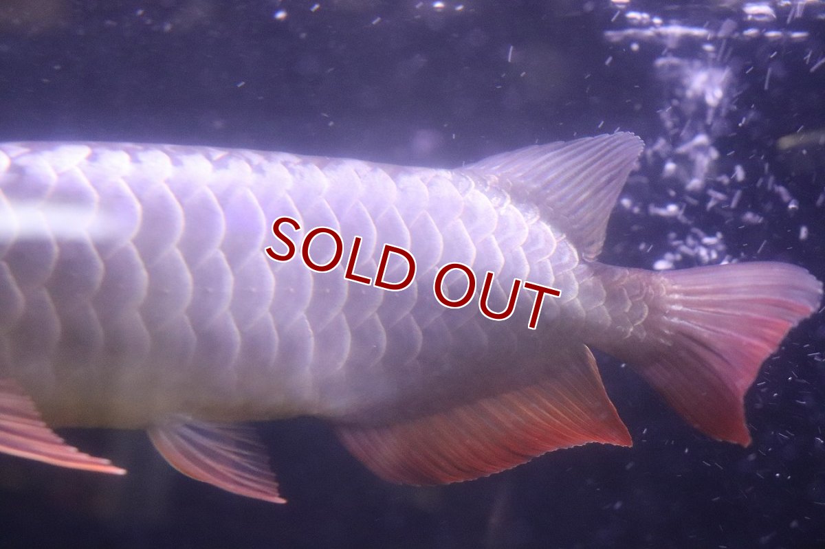 画像7: 【淡水魚】【通販】上物個体 過背金龍 アジアアロワナ 証明書付き 登録番号250-009471【個体販売】(±25cm)(大型魚)(生体)(熱帯魚)NKO (7)