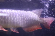 画像7: 【淡水魚】【通販】上物個体 過背金龍 アジアアロワナ 証明書付き 登録番号250-009471【個体販売】(±25cm)(大型魚)(生体)(熱帯魚)NKO (7)