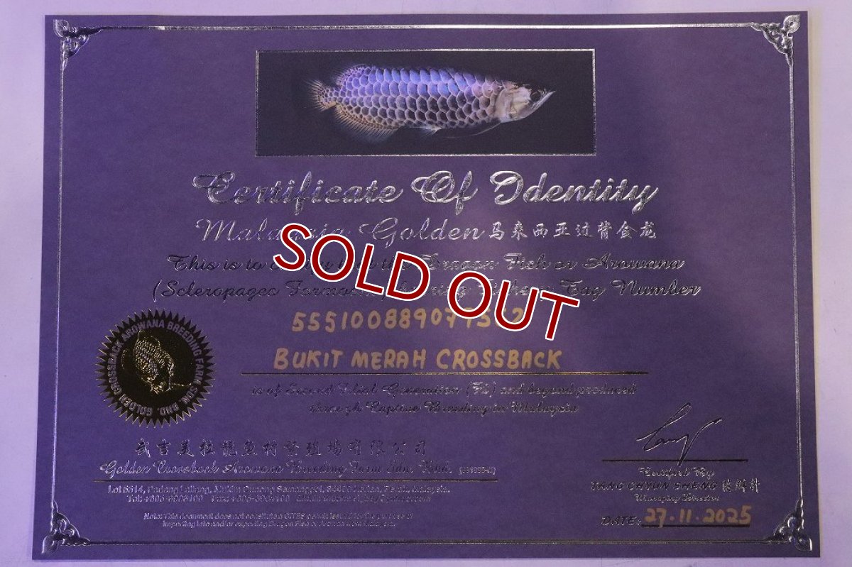 画像8: 【淡水魚】【通販】上物個体 過背金龍 アジアアロワナ 証明書付き 登録番号250-009471【個体販売】(±25cm)(大型魚)(生体)(熱帯魚)NKO (8)