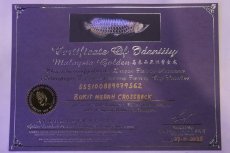 画像8: 【淡水魚】【通販】上物個体 過背金龍 アジアアロワナ 証明書付き 登録番号250-009471【個体販売】(±25cm)(大型魚)(生体)(熱帯魚)NKO (8)