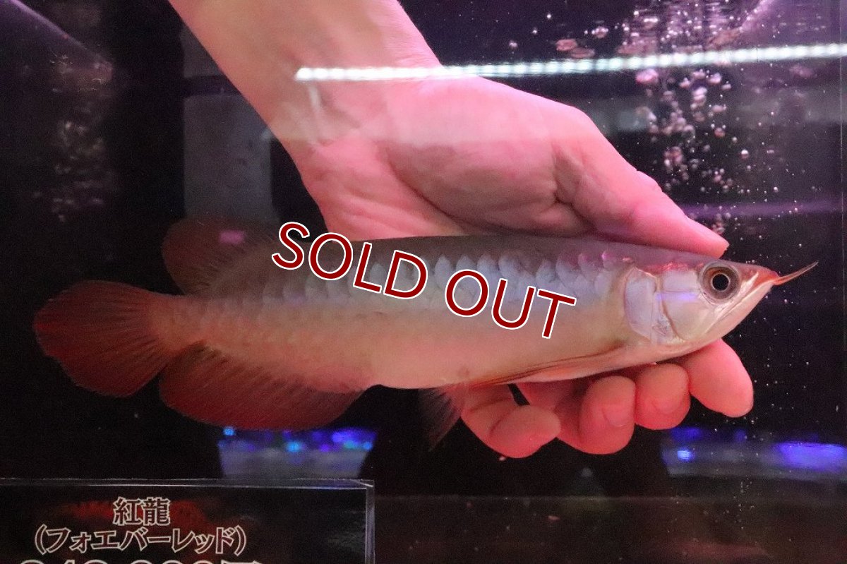 画像1: 【淡水魚】【通販】セレクト個体 証明書付き 紅龍(フォーエバーレッド)登録番号250-005039【個体販売】【アジアアロワナ】(±22cm)(大型魚)(生体)(熱帯魚)NKO (1)