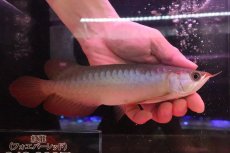 画像1: 【淡水魚】【通販】セレクト個体 証明書付き 紅龍(フォーエバーレッド)登録番号250-005039【個体販売】【アジアアロワナ】(±22cm)(大型魚)(生体)(熱帯魚)NKO (1)