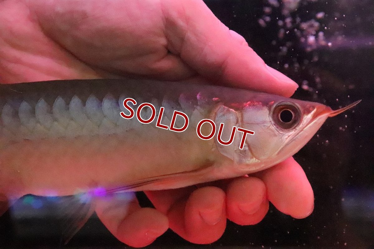 画像2: 【淡水魚】【通販】セレクト個体 証明書付き 紅龍(フォーエバーレッド)登録番号250-005039【個体販売】【アジアアロワナ】(±22cm)(大型魚)(生体)(熱帯魚)NKO (2)