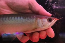 画像2: 【淡水魚】【通販】セレクト個体 証明書付き 紅龍(フォーエバーレッド)登録番号250-005039【個体販売】【アジアアロワナ】(±22cm)(大型魚)(生体)(熱帯魚)NKO (2)