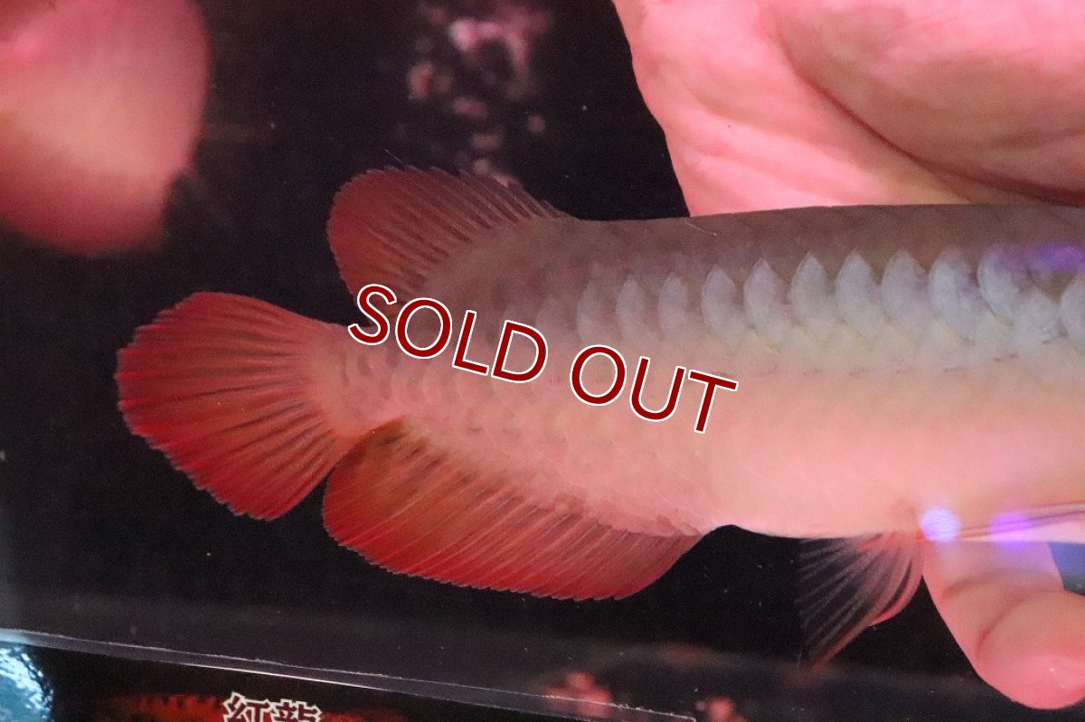 画像3: 【淡水魚】【通販】セレクト個体 証明書付き 紅龍(フォーエバーレッド)登録番号250-005039【個体販売】【アジアアロワナ】(±22cm)(大型魚)(生体)(熱帯魚)NKO (3)