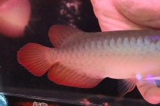 画像3: 【淡水魚】【通販】セレクト個体 証明書付き 紅龍(フォーエバーレッド)登録番号250-005039【個体販売】【アジアアロワナ】(±22cm)(大型魚)(生体)(熱帯魚)NKO (3)