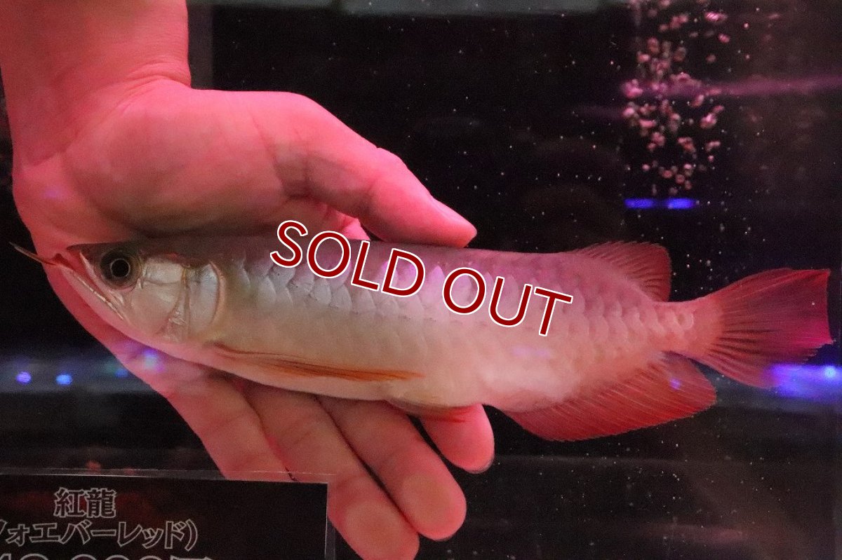 画像4: 【淡水魚】【通販】セレクト個体 証明書付き 紅龍(フォーエバーレッド)登録番号250-005039【個体販売】【アジアアロワナ】(±22cm)(大型魚)(生体)(熱帯魚)NKO (4)