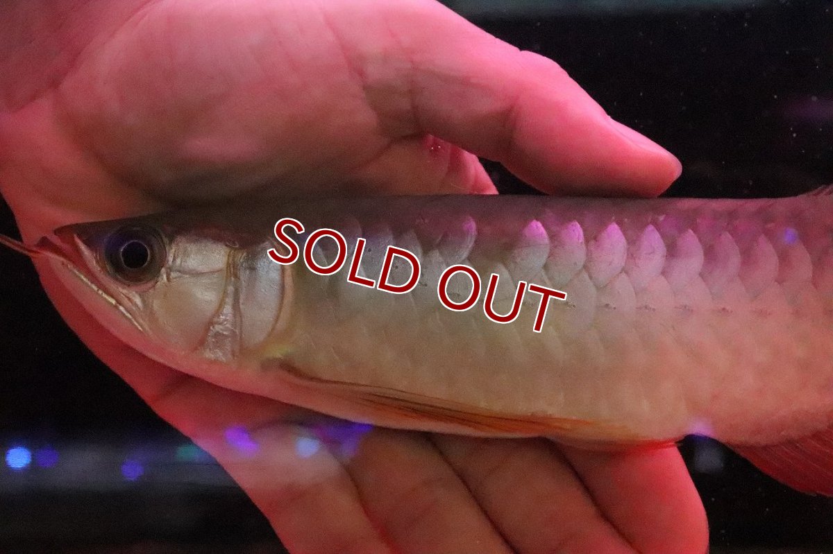 画像5: 【淡水魚】【通販】セレクト個体 証明書付き 紅龍(フォーエバーレッド)登録番号250-005039【個体販売】【アジアアロワナ】(±22cm)(大型魚)(生体)(熱帯魚)NKO (5)