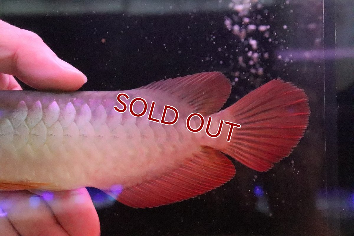 画像6: 【淡水魚】【通販】セレクト個体 証明書付き 紅龍(フォーエバーレッド)登録番号250-005039【個体販売】【アジアアロワナ】(±22cm)(大型魚)(生体)(熱帯魚)NKO (6)