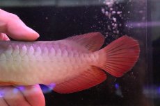 画像6: 【淡水魚】【通販】セレクト個体 証明書付き 紅龍(フォーエバーレッド)登録番号250-005039【個体販売】【アジアアロワナ】(±22cm)(大型魚)(生体)(熱帯魚)NKO (6)