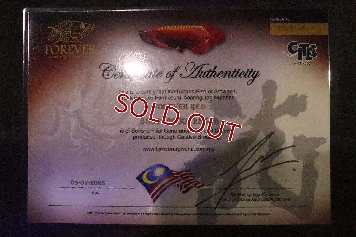 画像7: 【淡水魚】【通販】セレクト個体 証明書付き 紅龍(フォーエバーレッド)登録番号250-005039【個体販売】【アジアアロワナ】(±22cm)(大型魚)(生体)(熱帯魚)NKO (7)