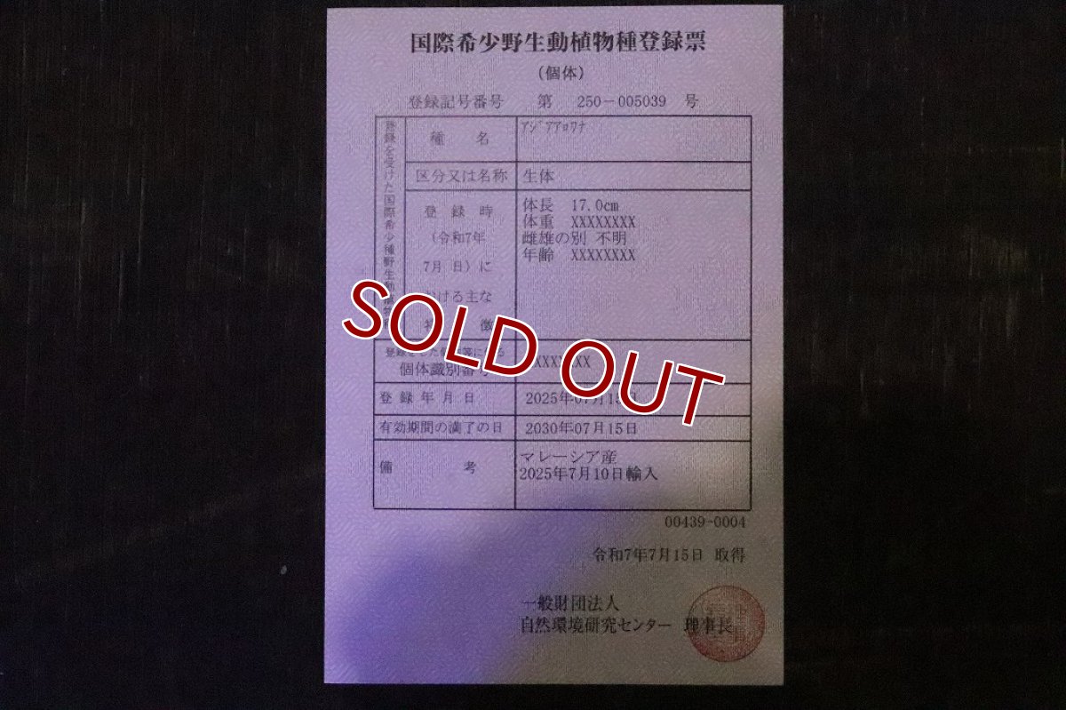 画像8: 【淡水魚】【通販】セレクト個体 証明書付き 紅龍(フォーエバーレッド)登録番号250-005039【個体販売】【アジアアロワナ】(±22cm)(大型魚)(生体)(熱帯魚)NKO (8)