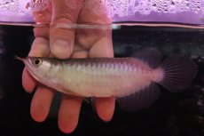 画像4: 【淡水魚】【通販】セレクト個体 証明書付き＆ステッカー付 ショートボディ 紅龍(エクストリームレッド)登録番号250-004124【個体販売】【アジアアロワナ】(±13cm)(大型魚)(生体)(熱帯魚)NKO (4)