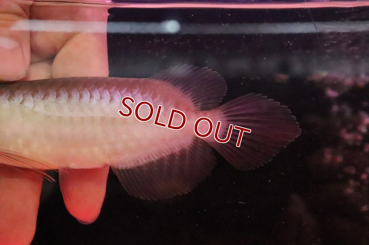 画像6: 【淡水魚】【通販】セレクト個体 証明書付き＆ステッカー付 ショートボディ 紅龍(エクストリームレッド)登録番号250-004124【個体販売】【アジアアロワナ】(±13cm)(大型魚)(生体)(熱帯魚)NKO (6)