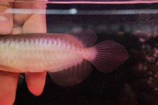 画像6: 【淡水魚】【通販】セレクト個体 証明書付き＆ステッカー付 ショートボディ 紅龍(エクストリームレッド)登録番号250-004124【個体販売】【アジアアロワナ】(±13cm)(大型魚)(生体)(熱帯魚)NKO (6)